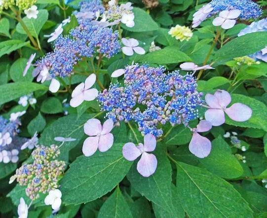 The Graceful Gardener – Inspiration for fine southern gardening