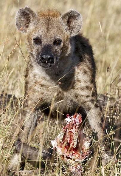 Kenya & Tanzania Safari & Hiking |