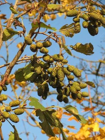 alnus-glutinosa-ol