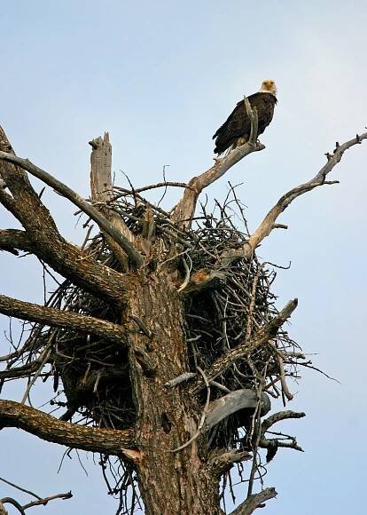 Eagle's nest 1