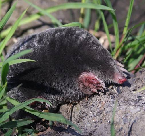 Kerngegevens biodiversiteit, op één plek samengebracht | Het Nationaal Dashboard Biodiversiteit