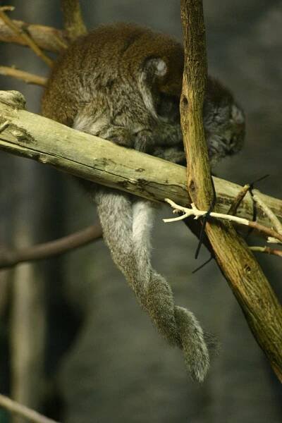 Soubor:Callicebus donacophilus hugging tails.gk.jpg – Wikipedie