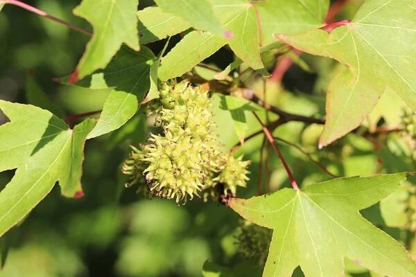 Liquidambar styraciflua