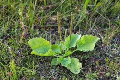 Jitrocel: Nenápadný plevel, který má neuvěřitelnou léčivou moc končí ve většině případů na kompostu nebo v popelnici