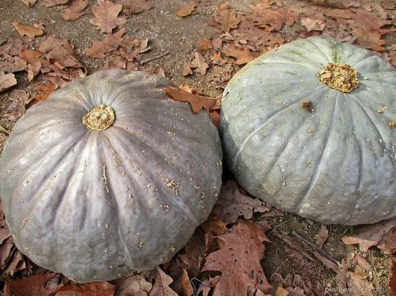 Tykev obrovská Hokkaido Grey Queen (Cucurbita maxima), plody, plodenství