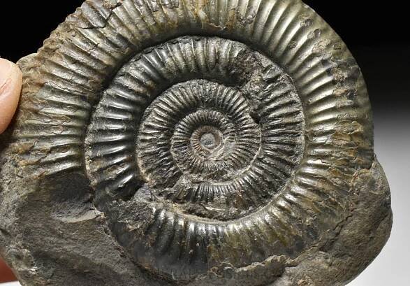 amonit Dactylioceras commune | minerals-fossils.cz