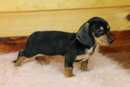 Štěňata jezevčíka k adopci
