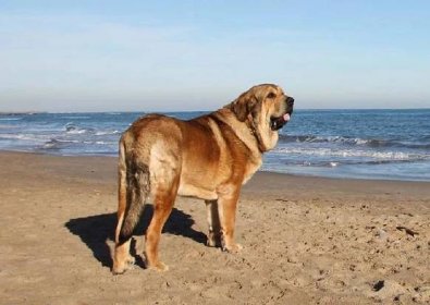 Chovatelská stanice psů: Španělský mastin - MASTIBE
