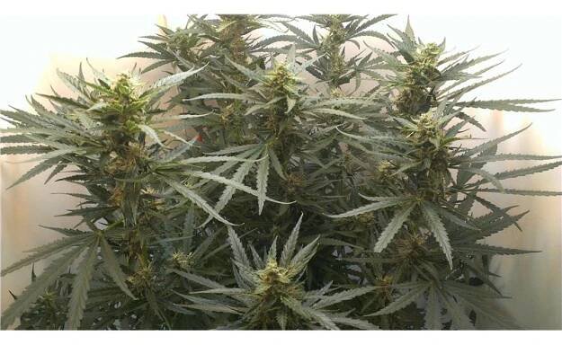 Auto Jack - samonakvétací semínka 5 ks Fair Seeds