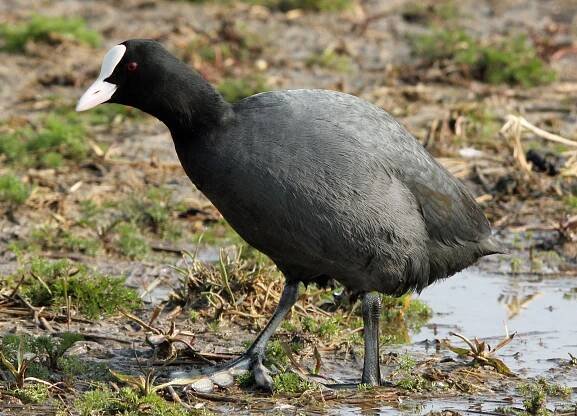 Fulica atra (lyska černá) | BioLib.cz
