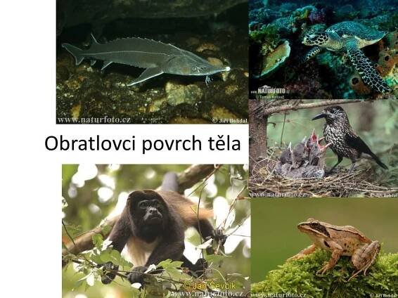 PPT - Obratlovci povrch těla PowerPoint Presentation, free download - ID:4725680