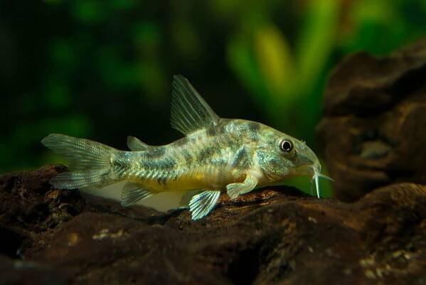 Peppered Corydoras catfish resting on a piece of wood