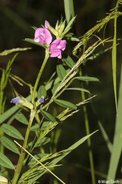 Vicia sativa agg. | Květena Šumavy