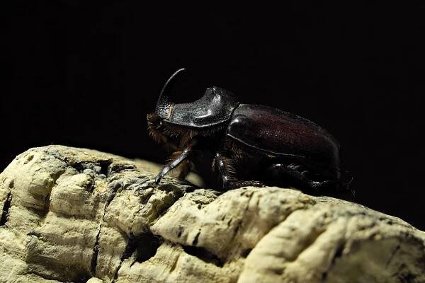 Nosorožík kapucínek (Oryctes nasicornis)