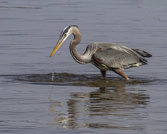 Great Blue Heron | Mike Powell