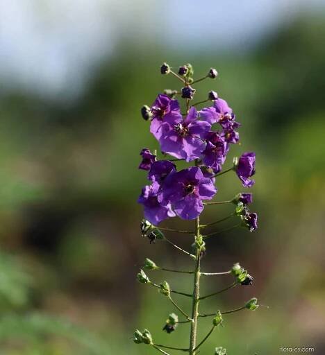 Divizna brunátná (Verbascum phoeniceum), květy, květenství