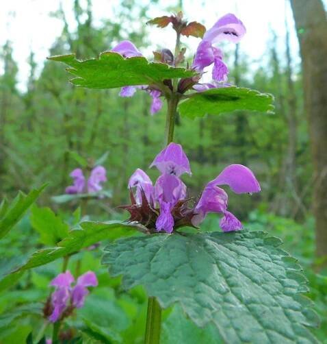 Hluchavka skvrnitá (Lamium maculatum L.)