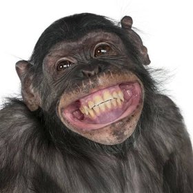 Stáhnout - Detail smíšené plemeno opice až šimpanz bonobo úsměvem, 8 let — Stock obrázek