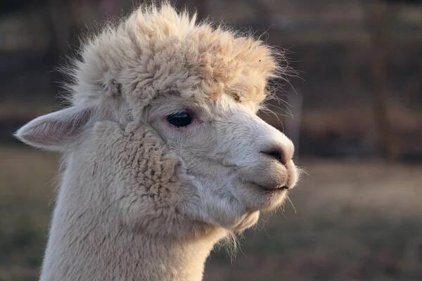 Lama Alpaka Zvíře - Fotografie zdarma na Pixabay
