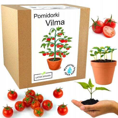 Sada pro pěstování Rajče koktejlové vilma - XXL