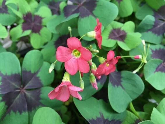 Kyslička štvorlistá/ Oxalis - Moje Rastliny