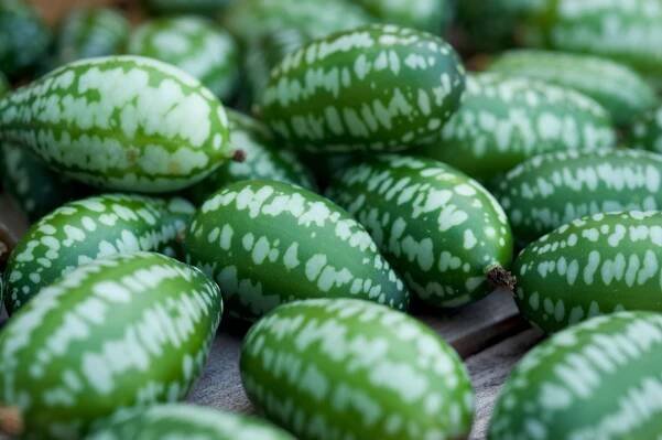 cucamelon ovoce, také známý jako mexické okurky, mexické kyselé okurky, nebo melothria scabra. - melothria scabra - stock snímky, obrázky a fotky