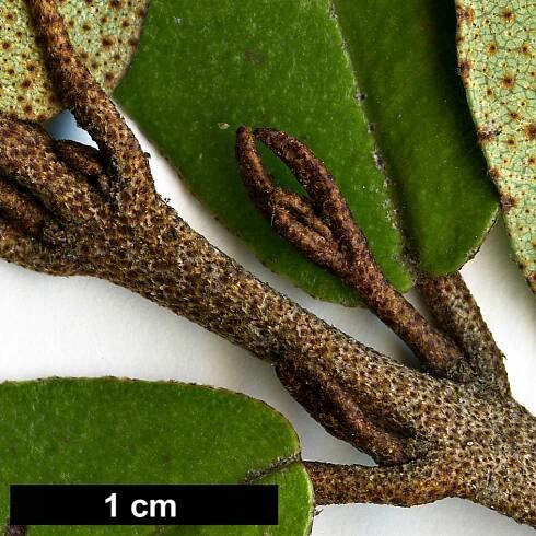 Aextoxicon punctatum