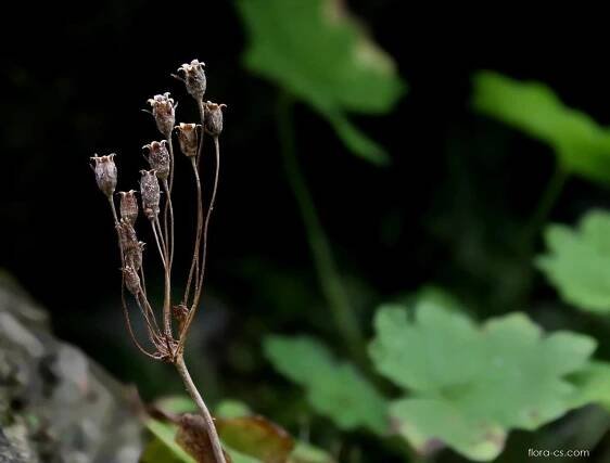 Kruhatka Matthiolova (Cortusa matthioli)