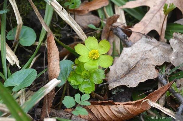 Hvězdnatec zubatý (Hacquetia epipactis)