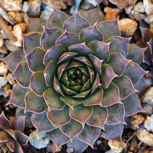 Sempervivum tectorum 'Red Flush' - Mountain Crest Gardens