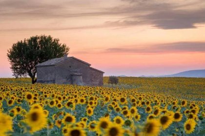 Provence, Sunflowers field