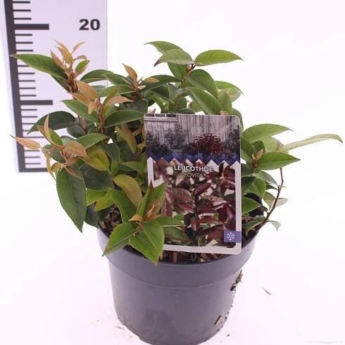 Show details for Leucothoe 'Lovita'