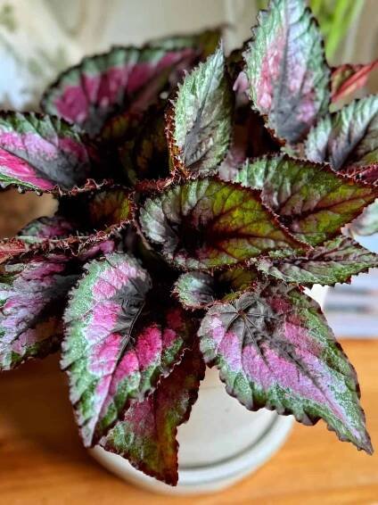 A potted begonia plant with variegated leaves featuring vibrant shades of green, pink, and dark purple. The leaves have serrated edges and a textured surface, adding visual interest to the plant. It is placed on a light wooden surface.