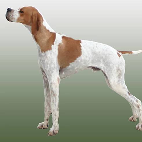 Pointer Türkiye Club