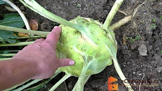 Jak pěstovat OBŘÍ kedlubny Gigant ze semen. Brassica oleracea var. gongylodes