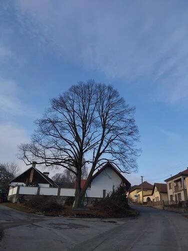 Zdravotní a bezpečnostní řez stromů od 1 500 Kč Postupice, Milovanice Tomáš Kopřiva - Arboristika a rizikové kácení • Firmy.cz
