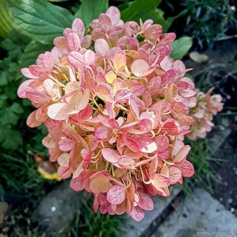 Hortenzie latnatá Graffiti (Hydrangea paniculata), květy, květenství