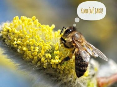 Až polovina včelstev mohla v zimě uhynout