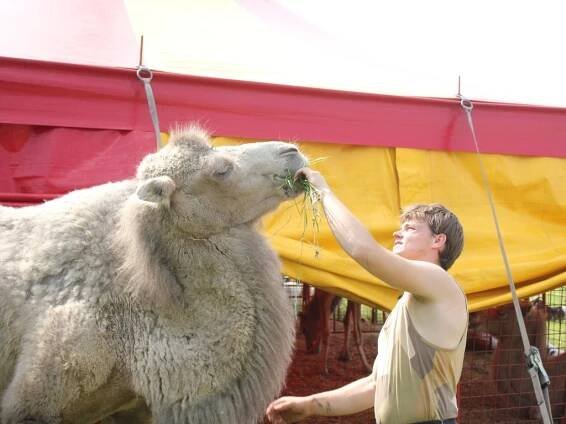 Cirkus Humberto: My si prostě nemůžeme dovolit špatný program