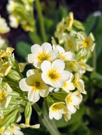 Nearby, this a blooming primrose - a vibrant perennial known for its early blooms that come in yellow, pink, purple, and red. Primrose thrives in cool temperatures and does well in garden beds, borders, and containers.