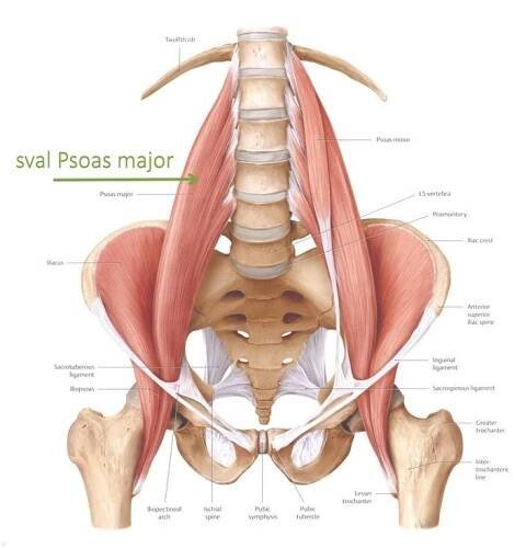 Inteligentní fluidní pohyb a svalů duše Psoas