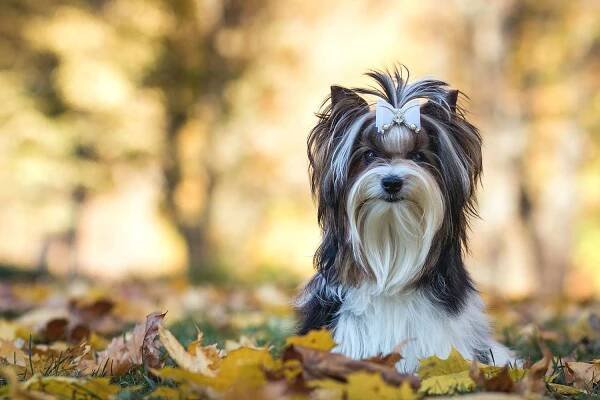 biewer terrier sitting in leaves