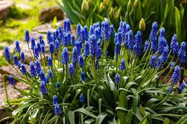 Modřence, krásný sytě modrý kontrast třeba k žlutě kvetoucím narcisům (Zdroj: Shutterstock)