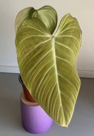 Philodendron Glorious 3