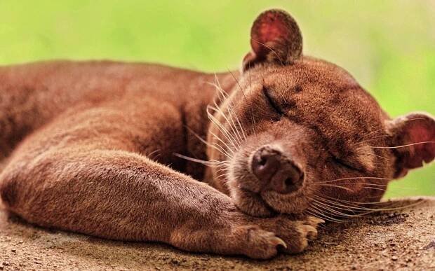 A sleepy brown fossa takes a nap Wallpaper