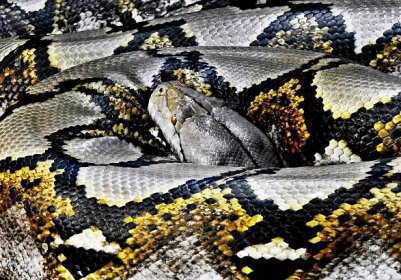 krajta: rod hada z čeledi hroznýšovitých