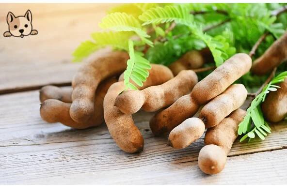 Can Dogs Eat Tamarind? Pros, Cons, and Safety Measures