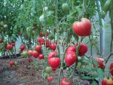 Japonské rajče: fotografie keřů a plodů, recenze výnosů, vlastnosti a popis odrůdy