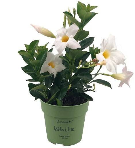 Gartenbau Dipladénie (Mandevilla sanderi) keř bílá cca pr. 12 cm nakoupit u OBI