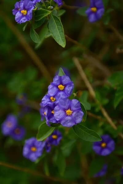 Lycianthes rantonnetii flower free stock photo Pinterest